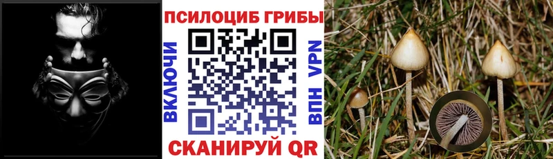Псилоцибиновые грибы Cubensis  Снежинск 